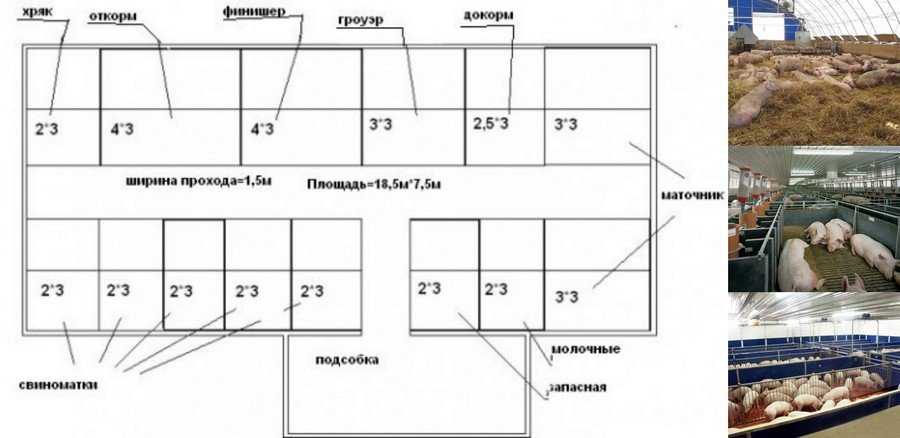 Свинарник своими руками: проектирование, чертежи и строительство