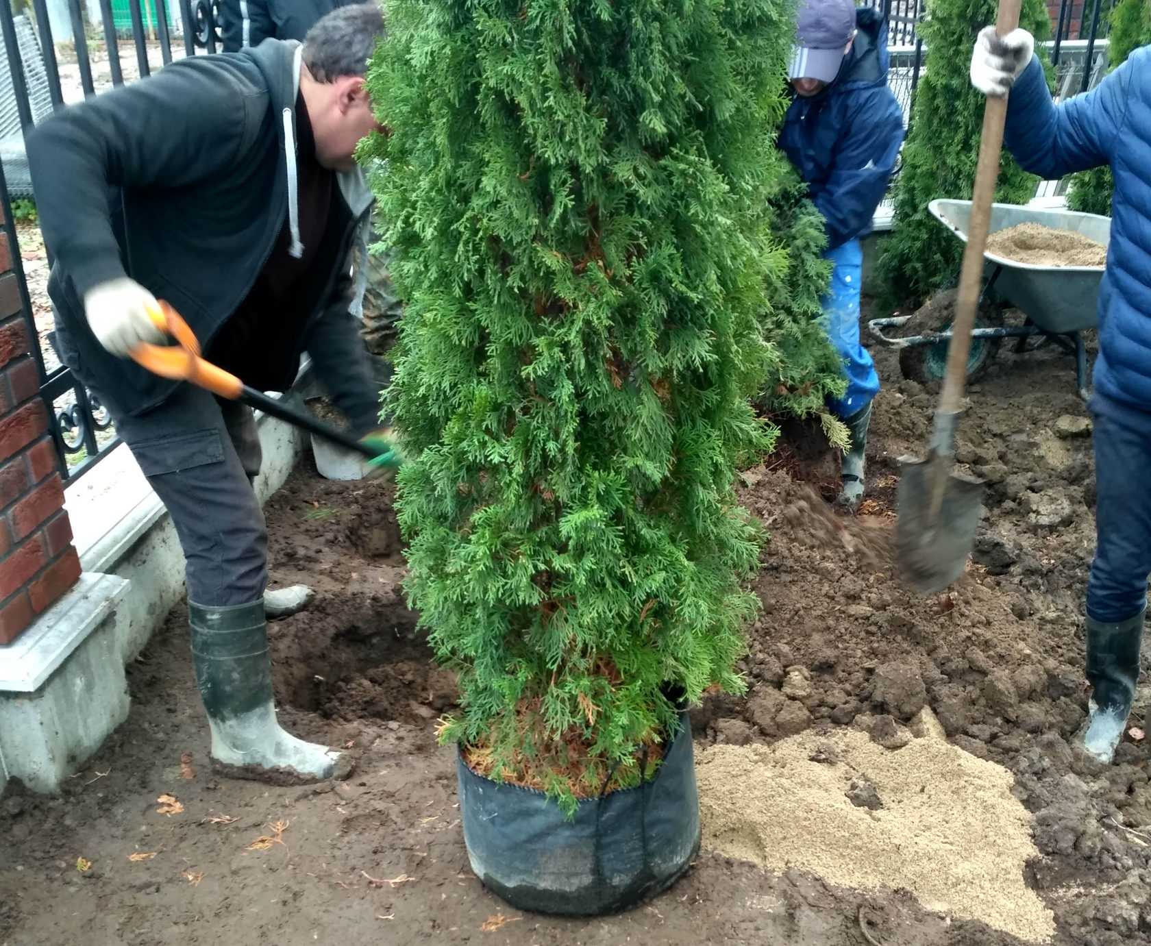 Нужно ли укрывать тую на зиму
