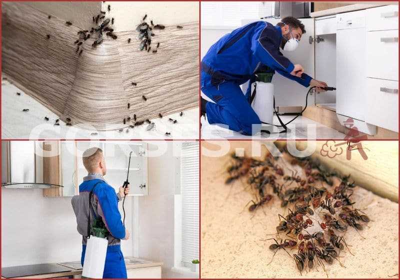 Как быстро вывести мелких муравьев из квартиры: растения репелленты, гели, аэрозоли и ловушки
