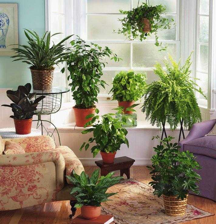 10 комнатных растений, которые не завянут у вас на подоконнике