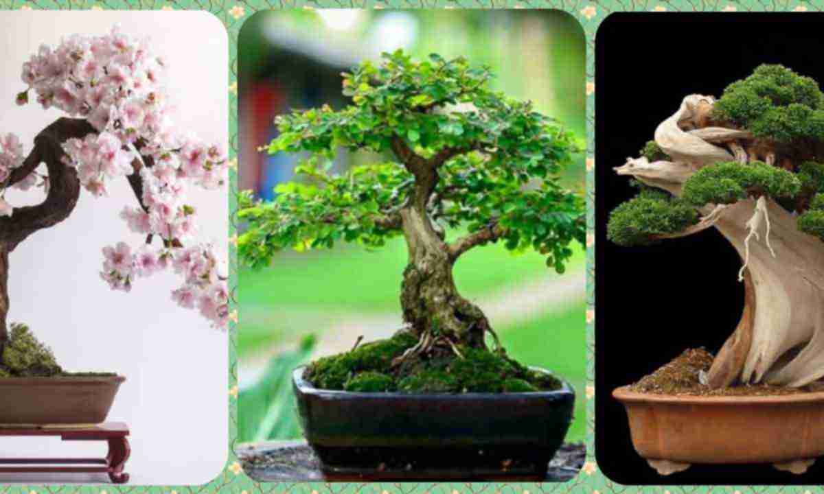 Бонсай: как вырастить в домашних условиях дерево своими руками из набора и семян пошагово с фото, а также сколько длится размножение сосны и яблони