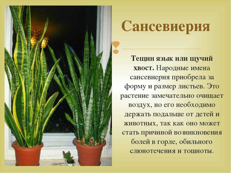 13 комнатных растений, которые легко вырастить из семян в домашних условиях. фото — ботаничка.ru