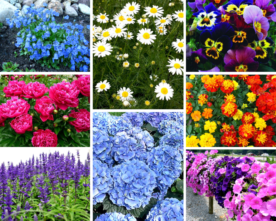 Декоративные растения: самые красивые цветы-многолетники для сада, неприхотливые долгоцветущие для дачи

 - 36 фото