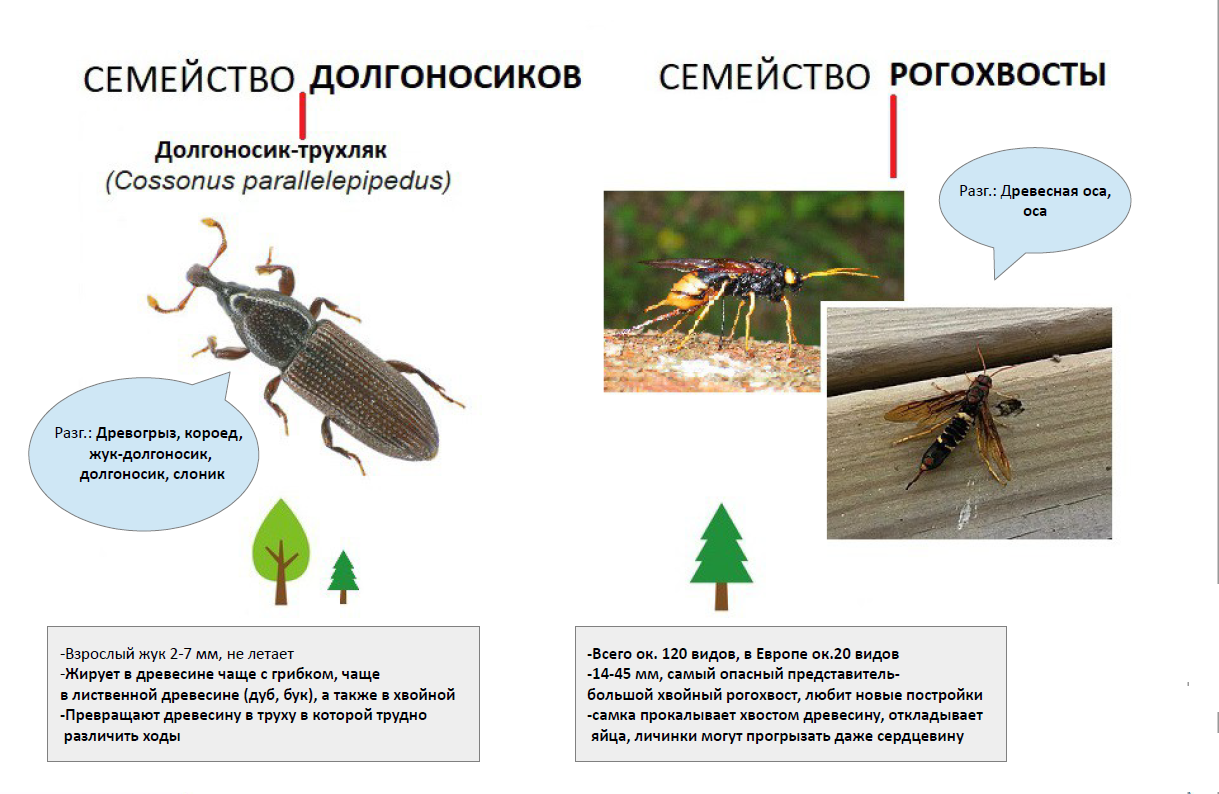 Как избавиться от мучного жука хрущака в квартире