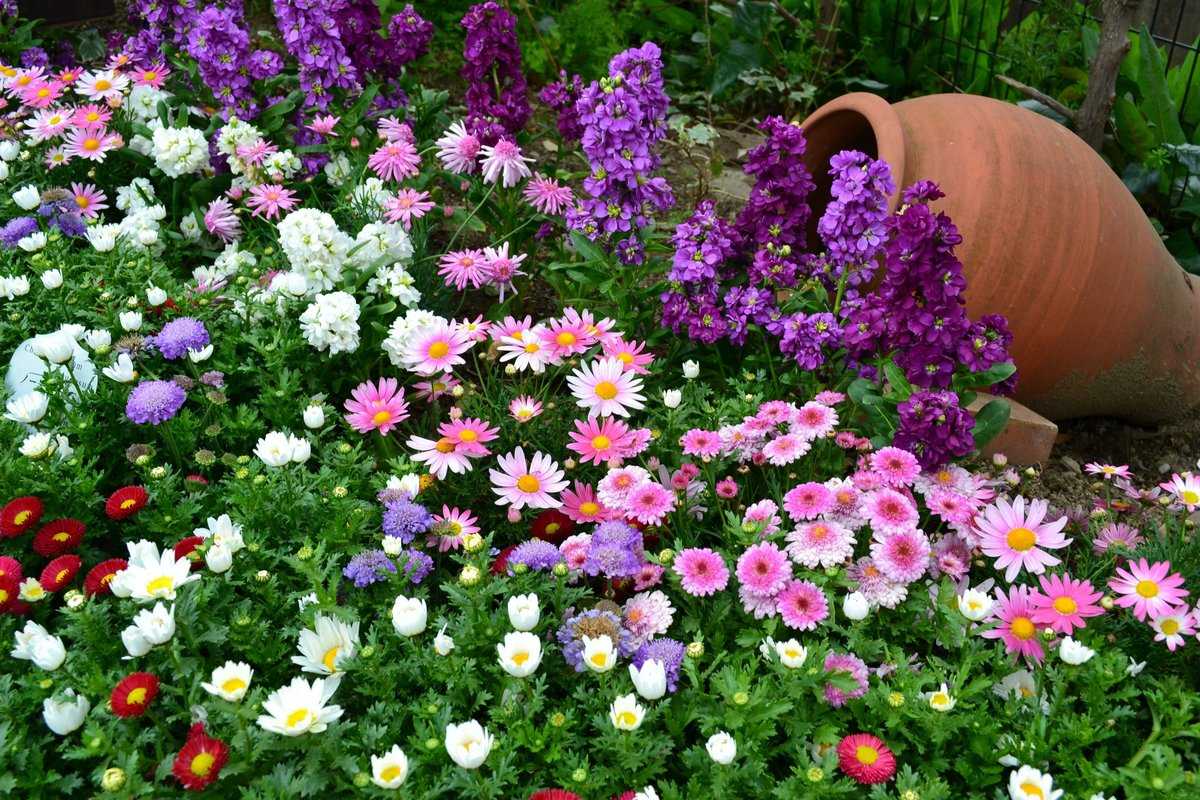 Какие цветы можно посадить на даче: фото с названиями, описание, разновидности, выращивание
