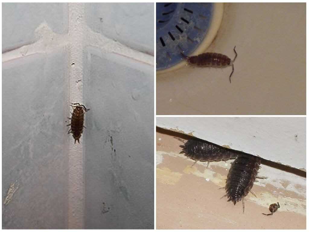 В ванной и туалете завелись насекомые: быстро бегают, головастики