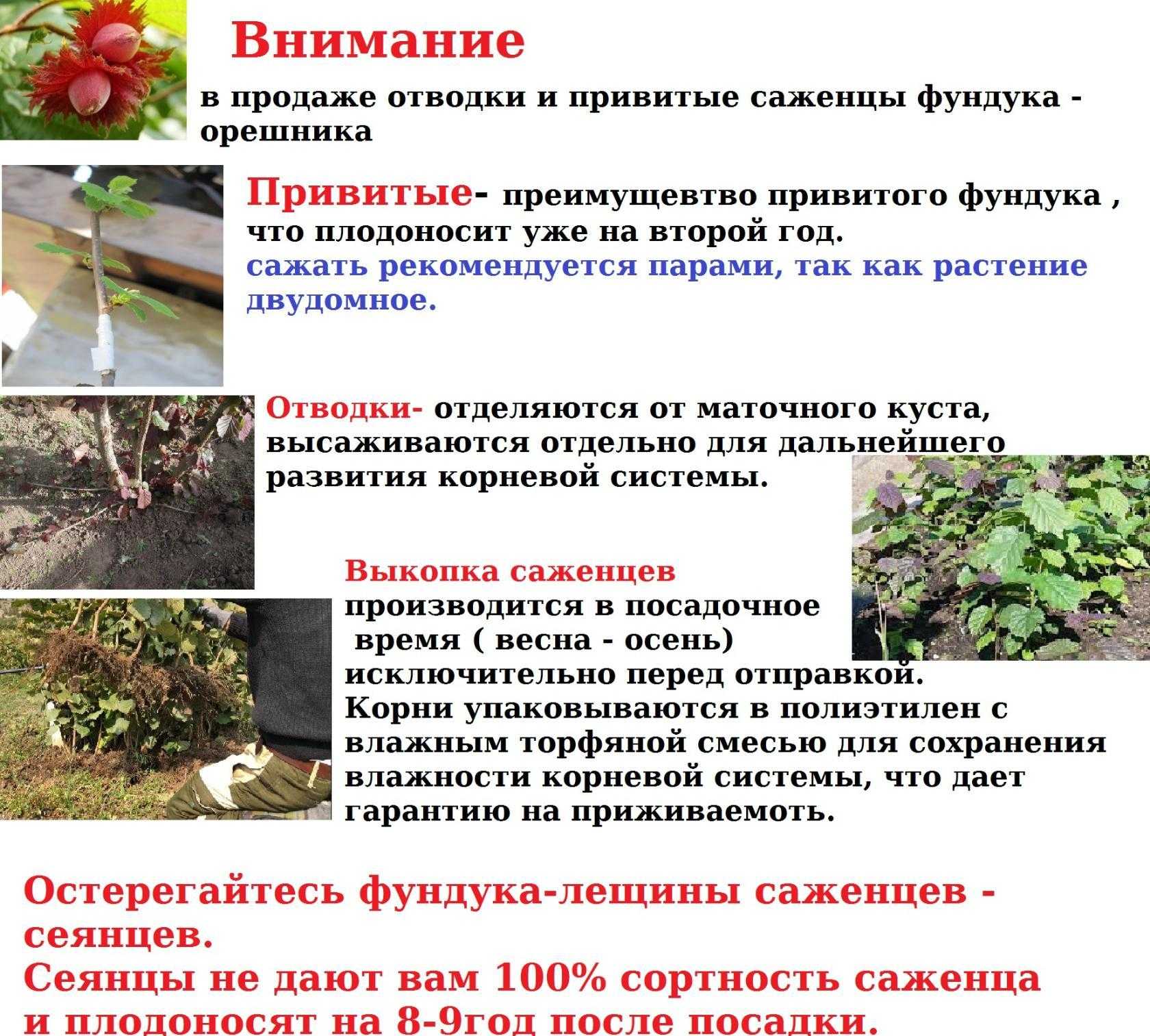 Осенью традиционно сажают яблони и груши, а также ягодные кустарники - своими руками на даче  - как посеять, сажать, ухаживать за растениями и цветами